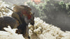 Ghost of Tsushima Director's Cut (PS4)