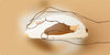 Akko Calico Cat Theme Wireless Mouse